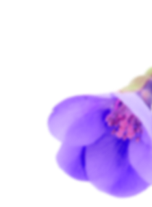 Close-up of a vibrant pink flower with soft green leaves on a muted sage background, symbolizing natural beauty and growth.
