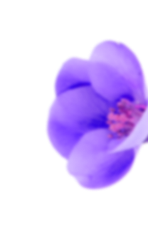 Soft-focus purple flower with delicate pink center on a white background, symbolizing calm, femininity, and gentle transformation.