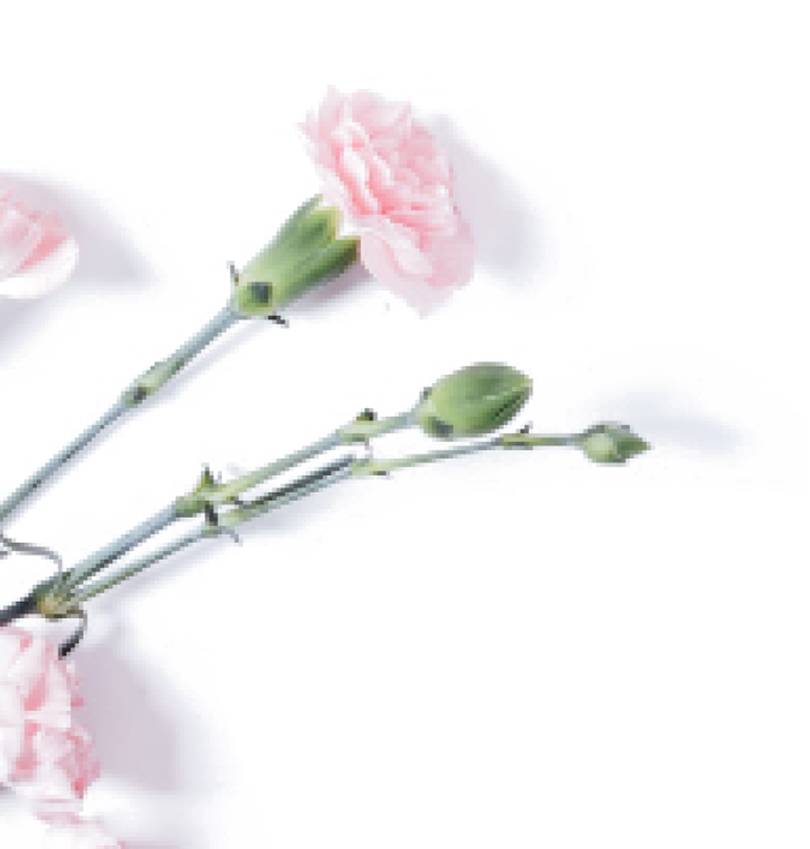 Delicate watercolor illustration of a pink flower with green leaves on a muted rose background, symbolizing feminine energy, growth, and emotional healing.