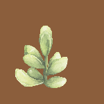 Watercolor illustration of a green succulent branch on a brown background, symbolizing grounded growth and natural resilience.