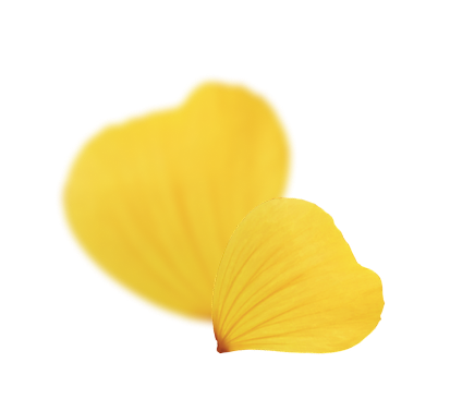 Close-up of soft yellow flower petals on a white background, symbolizing lightness, renewal, and natural beauty.