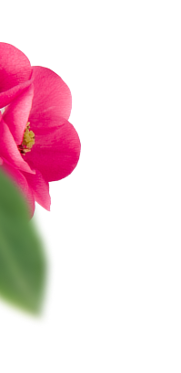 Close-up of a vibrant pink flower with soft green leaves on a muted sage background, symbolizing natural beauty and growth.